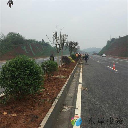 岷東大道東坡段5.8公里道路隔離帶綠化工程(圖3) 岷東大道東坡段5.8公里道路隔離帶綠化工程(圖3)