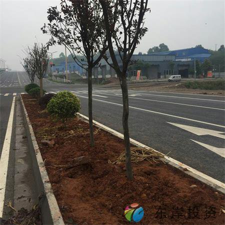 岷東大道東坡段5.8公里道路隔離帶綠化工程(圖2) 岷東大道東坡段5.8公里道路隔離帶綠化工程(圖2)